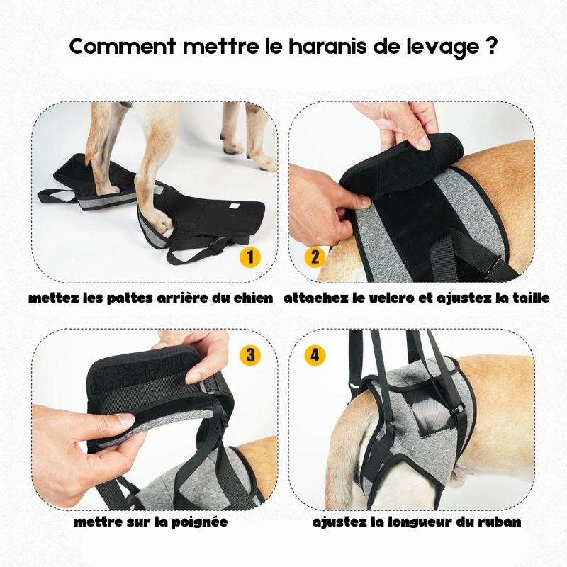 fonctionnement du harnais de maintient pour chien avec les étapes de mises en place du harnais. Image produit Boutiquechien