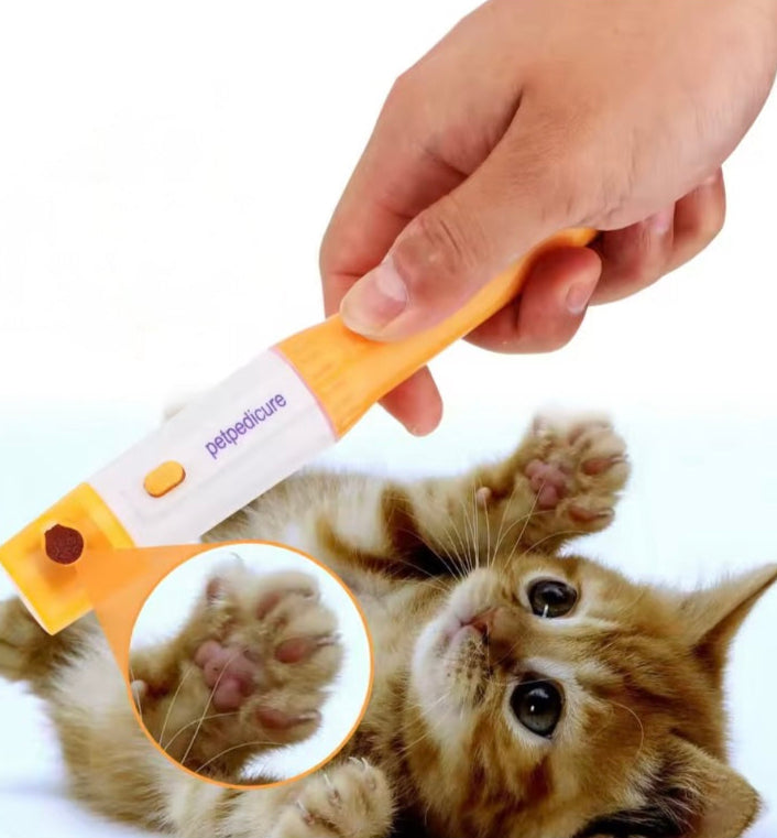 petit chaton brun avec devant lui une ponceuse ongle pour petit chien de couleur orange et blanc