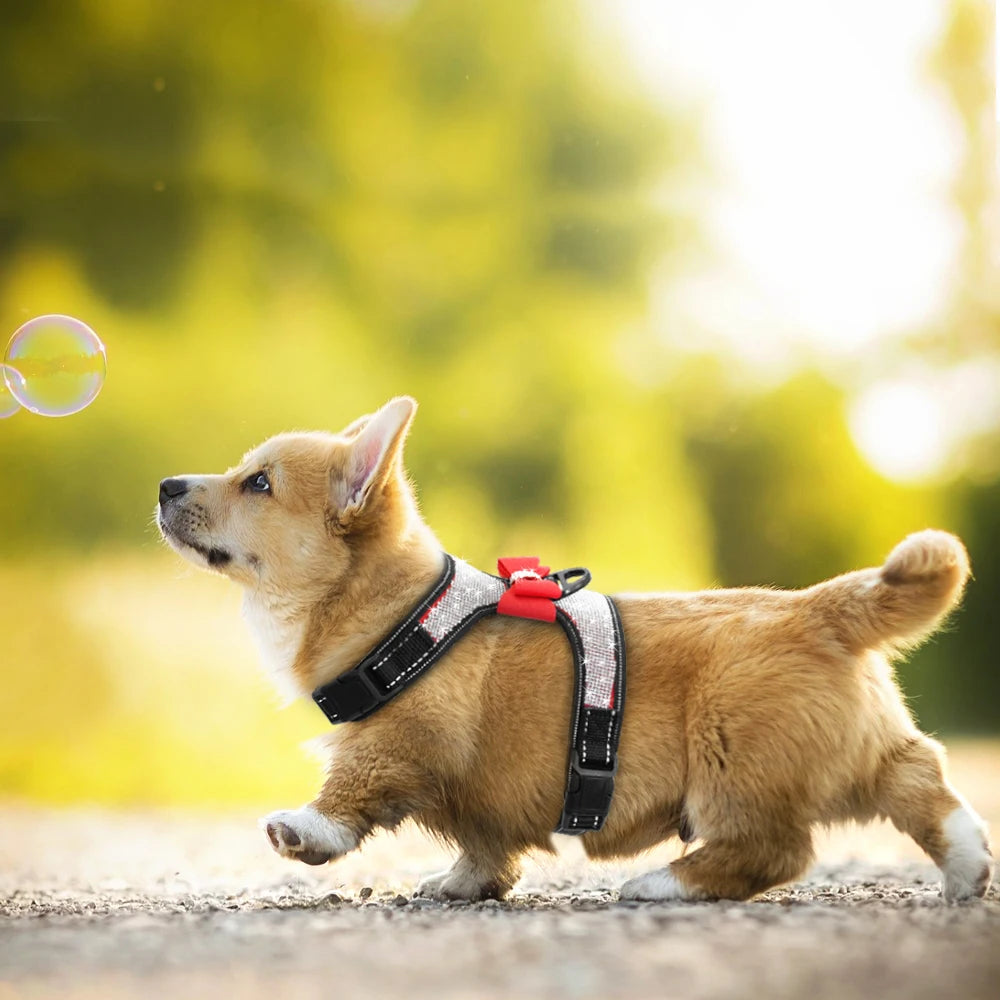 Petit chien avec harnais à paillette de couleur gris qui marche sur un chemin. Image produit Boutiquechien