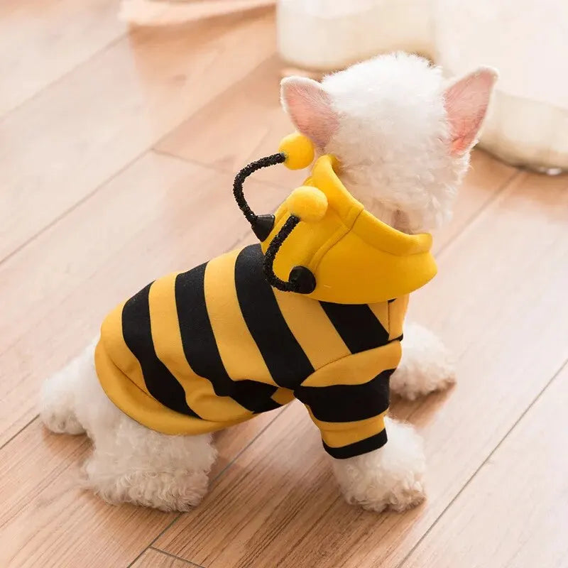 Petit chien de couleur blanc portant un déguisement abeille de couleur jaune et noir dans une pièce claire de boutiquechien