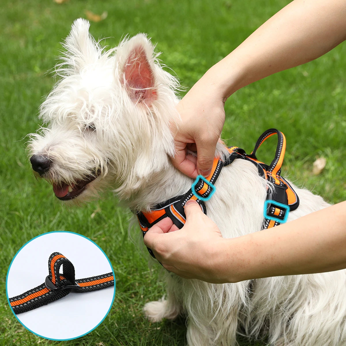 Petit chien blanc se faisant régler son harnais par une personne. Le chien est assis dans l'herbe verte et se fait régler son harnais orange. Image produit Boutiquechien