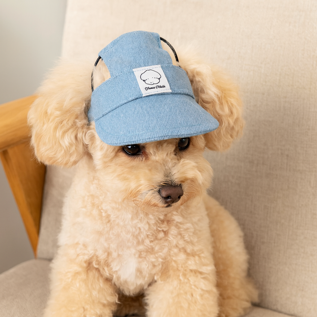 Petit chien de couleur blanc portant une casquette de couleur bleu. Le chien est assis sur un canapé de couleur gris. Image produit Boutiquechien