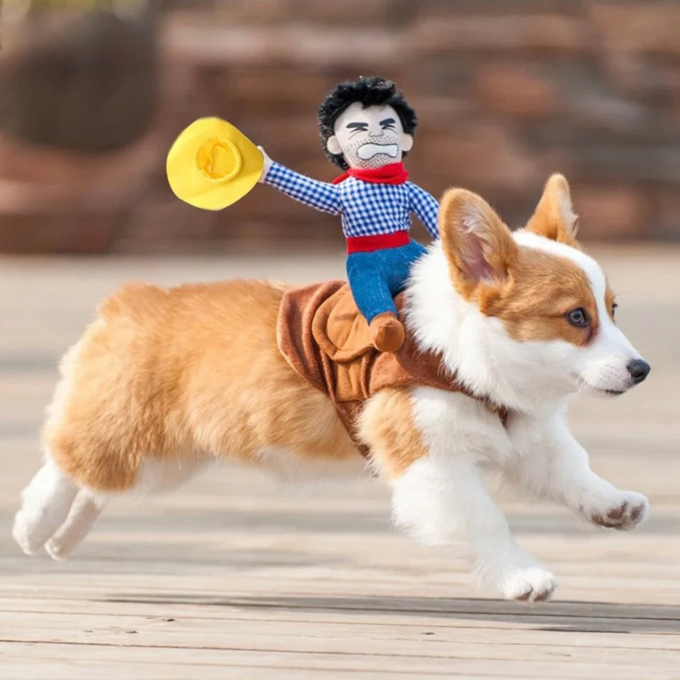 Petit chien de couleur blanc et brun portant un déguisement de cow boy pour chien. Le petit chien court dans la rue. Image produit Boutiquechien