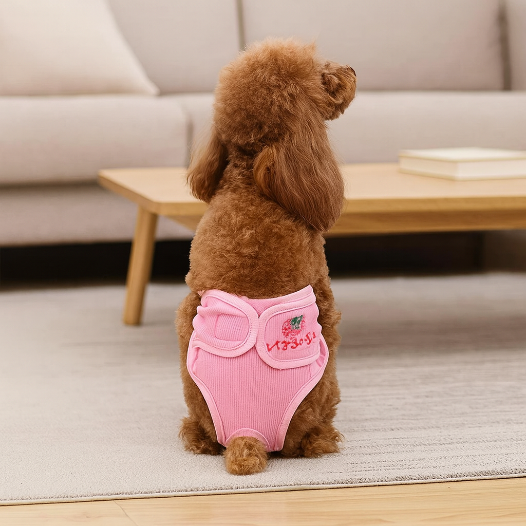 Petit chien de couleur brun portant une couche pour petit chien de couleur rose. Le petit chien est dans un salon de couleur claire. Image produit Boutiquechien