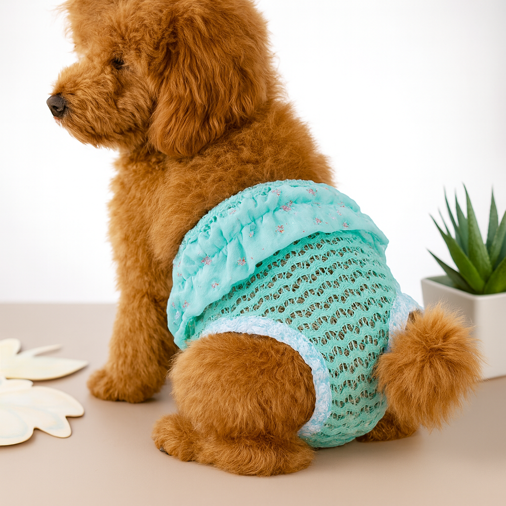 Petit chien de couleur brun portant une culotte pour chien de couleur bleu. Le chien est assis sur une table gros avec en fond une plante verte. Image produit Boutiquechien