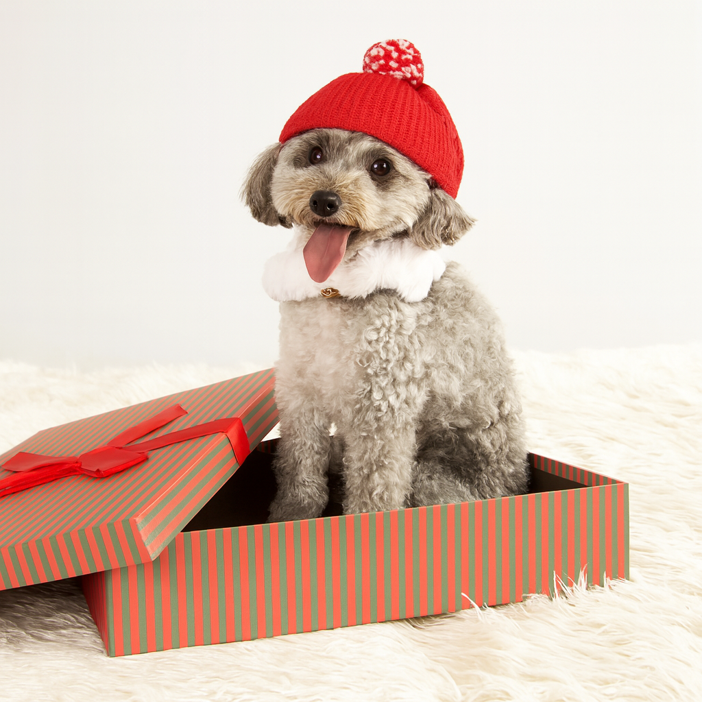 Petit chien de couleur claire portant un bonnet rouge pour chien dans une boite de Noel. Image produit Boutiquechien