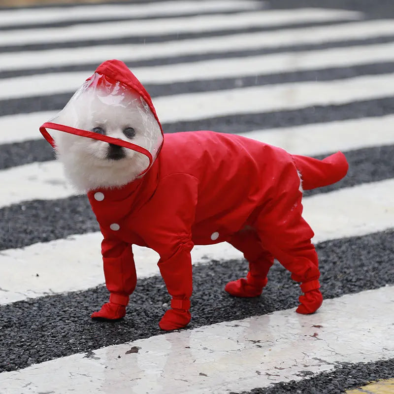 Petit chien de couleur blanc dans un grand imperméable de couleur rouge dans une rue. Le chien porte une combinaison intégrale de la tête à la queu sur un passage piéton blanc. Image produit Boutiquechien