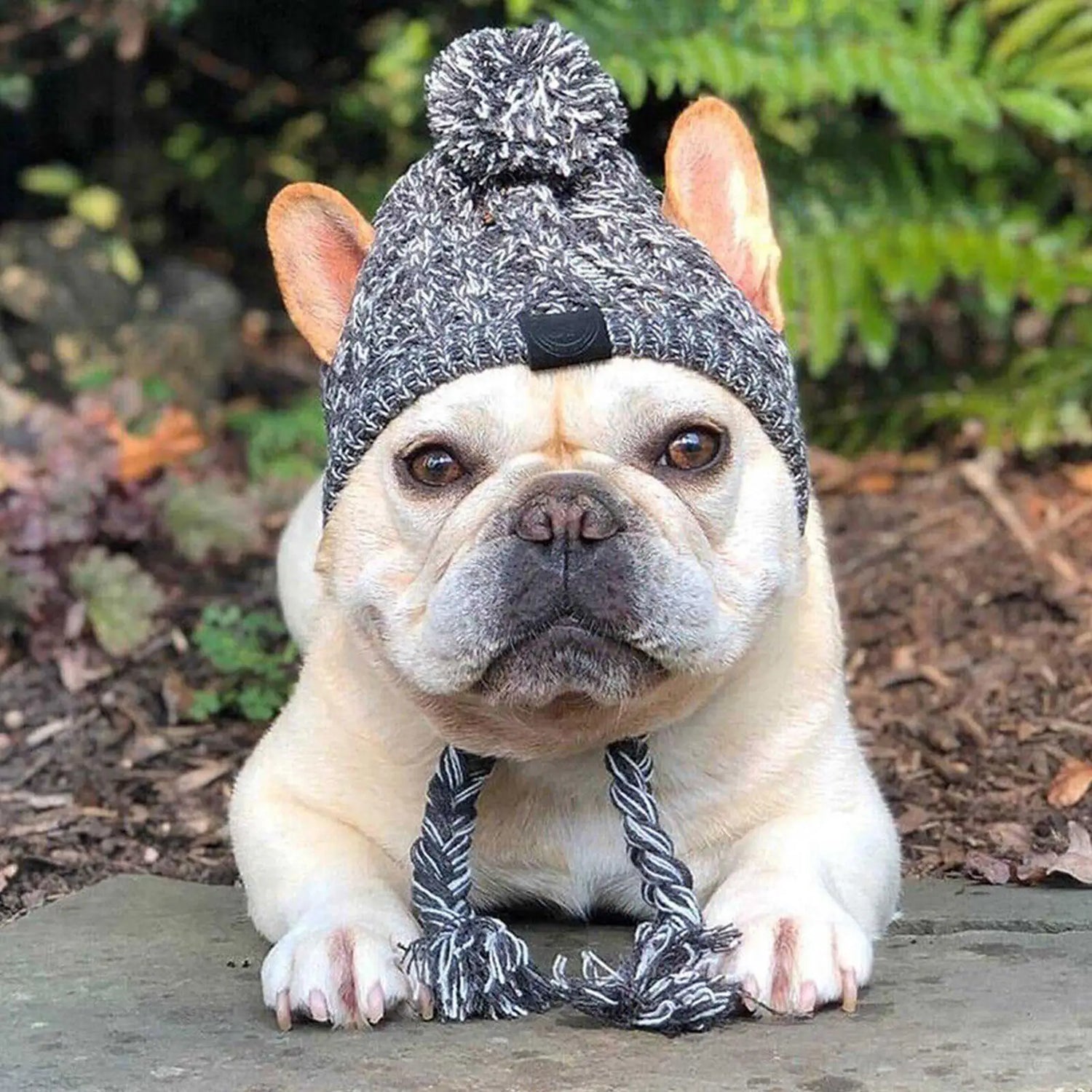 Petit buldog de couleur blanc portant un bonnet pour chien de couleur gris. Le chien est couché près de la verdure . Image produit Boutiquechien
