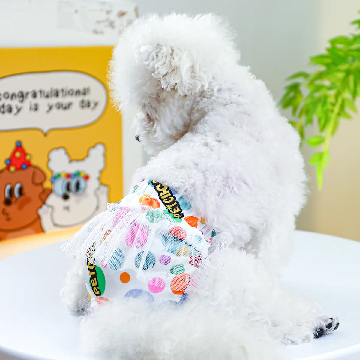 petit chien blanc portant une couche pour chien blanche avec des pois vert. Image produit Boutiquechien