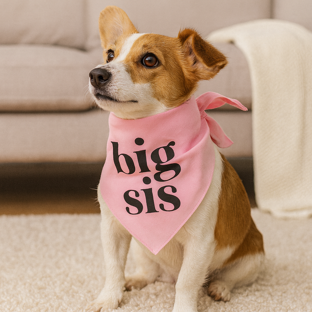 Petit chien brun et blanc avec un foulard de couleur rose dans un salon de couleur claire avec en fond un canapé gris. Image produit Boutiquechien