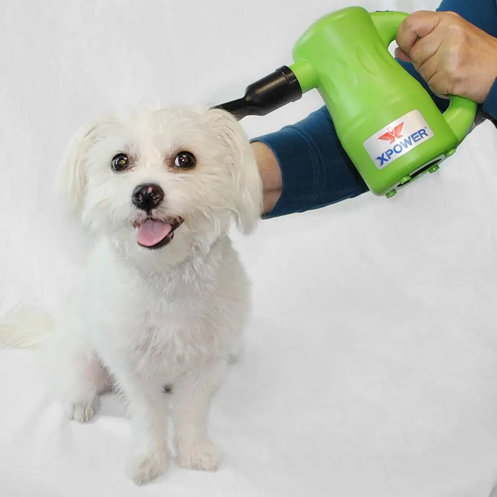 Pulseur pour chien de couleurs vert utilisé sur un petit chien de couleur blanc. Image produit Boutiquechien