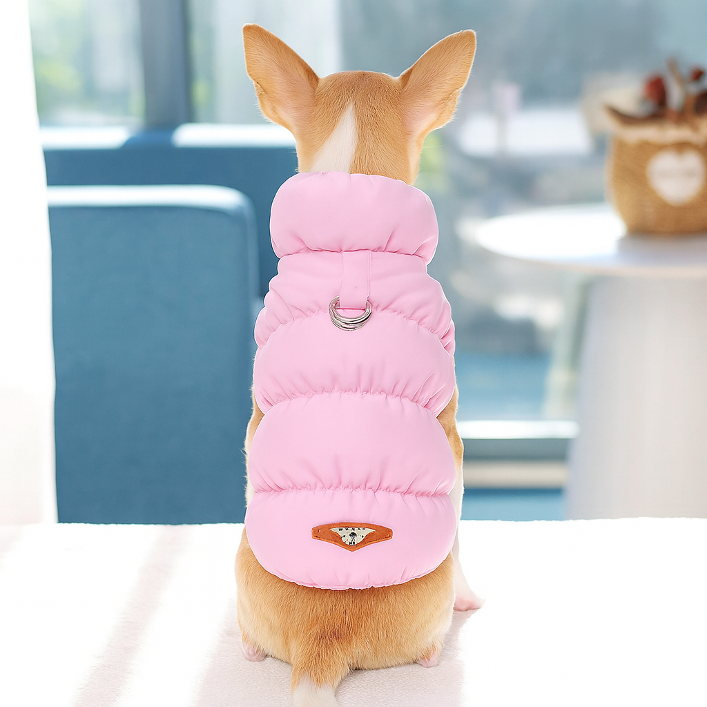 Petit chihuahua de couleur claire portant une doudou pour chien de couleur rose. le Chien est debout sur une table blanche avec en fond un canapé bleu. Image produit Boutiquechien