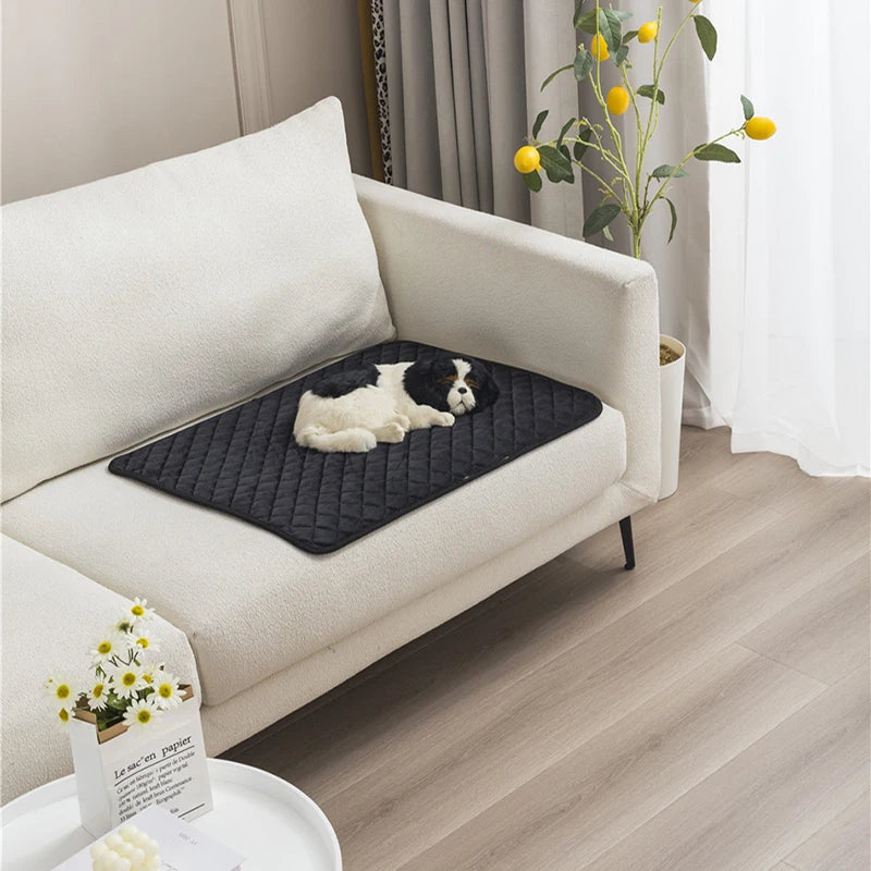 Chiot noir et blanc couché sur un tapis de couleur noir sur un canapé tailles. Le chien est sur un grande canapé de couleur blanc. en fond il y a un citronnier et devant des paquerrettes. Image produit Boutiuechien