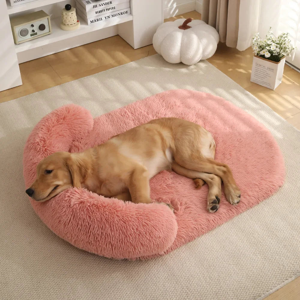 Tapis pour chien avec gros boudin oreiller. Le tapis chien est résistant et durable avec un grand golden retriever de couleur rose. Le tapis chien est posé dans un salon de couleur blanc. Image produit Boutiquechien