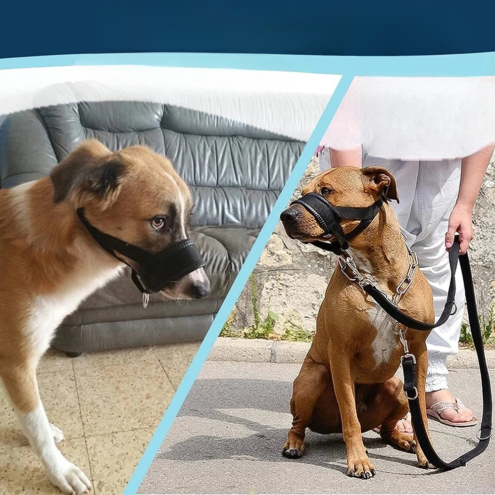 Utilisation du licol chien de couleur noir avec en fond un canapé gris et une personne qui tient la laisse. Image produit Boutiquechien