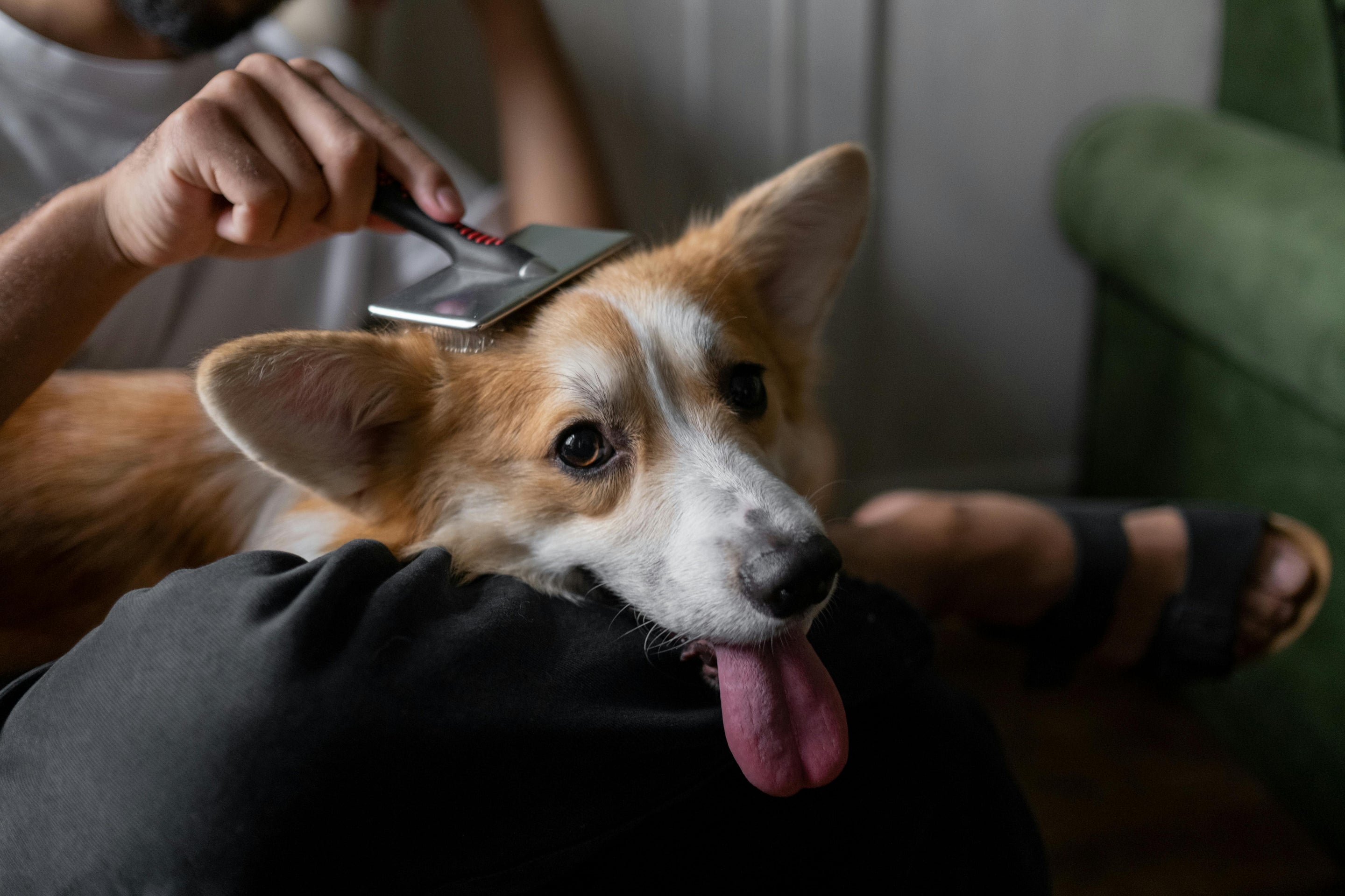 chien se faisant brosser 