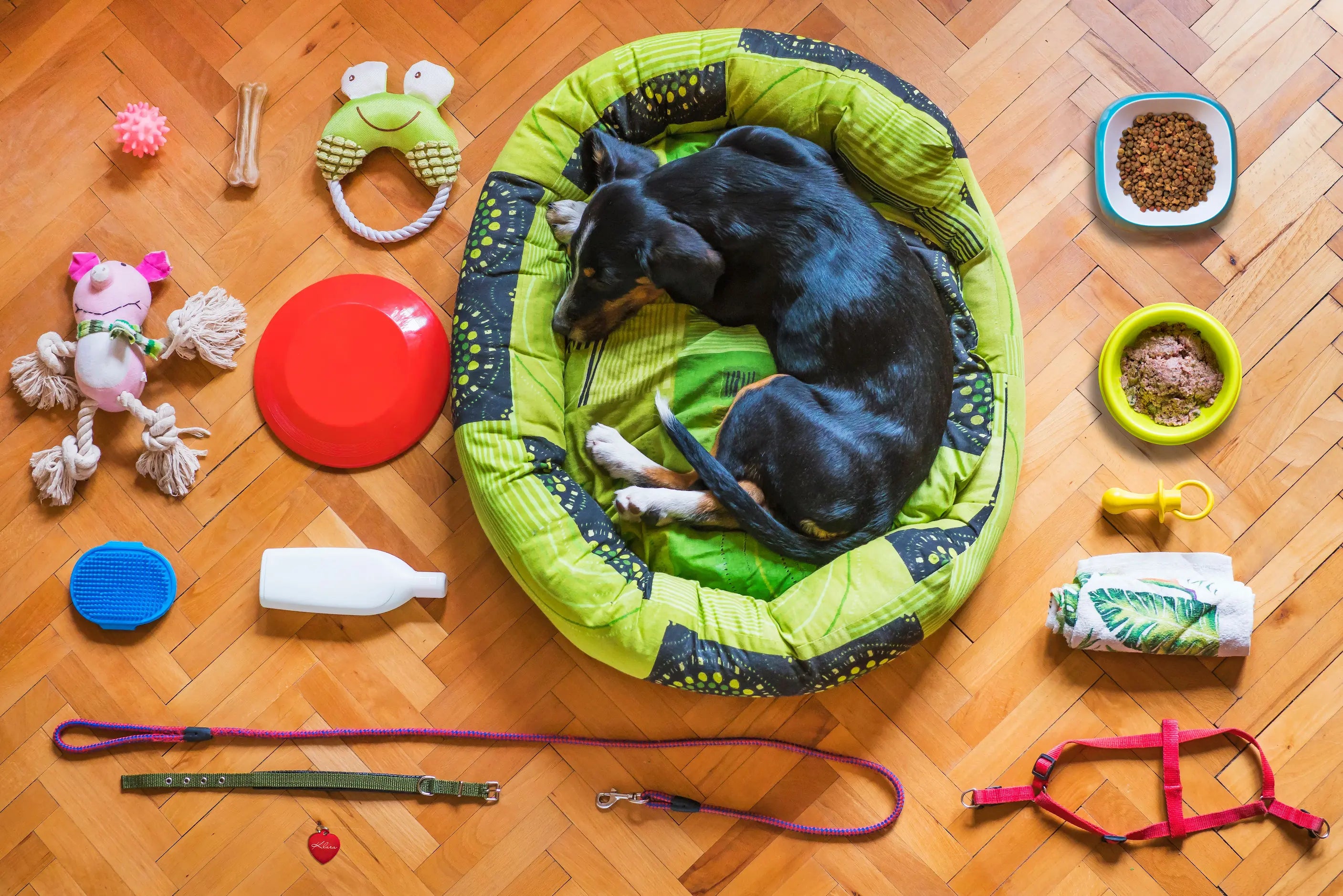 chien noir couché dans un panier vert avec des accessoires autour de lui 