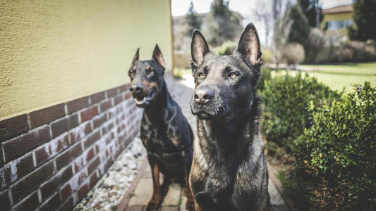 berger allemand et doberman assis près d'un maison jaune 