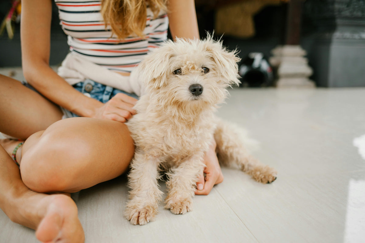 chien blanc avec une femme en fond Image