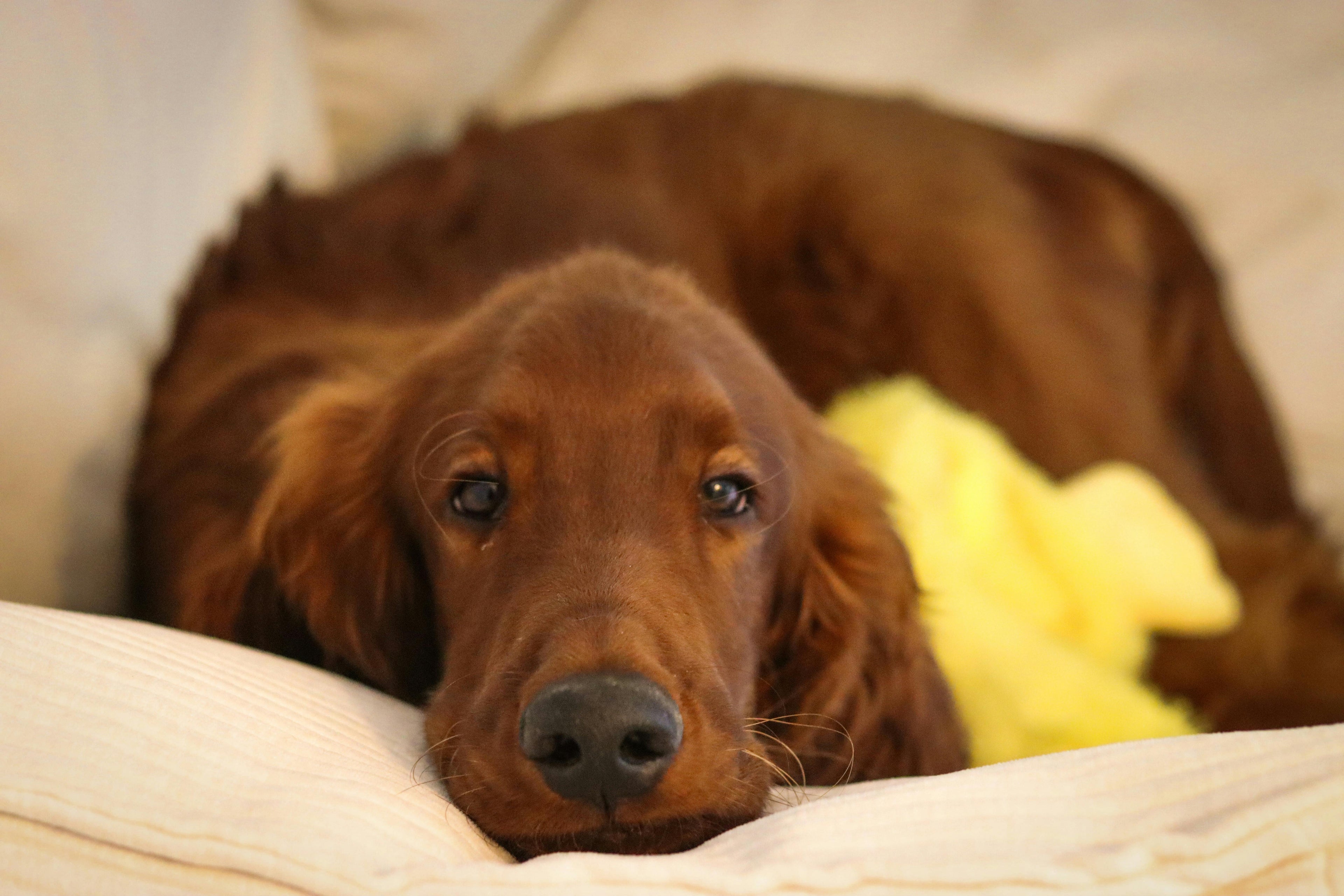 chiot cocker couche sur un canape claire Image