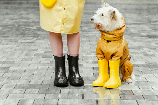 chien sous la pluie avec des bottes