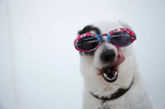 chien blanc portant des lunettes de soleil