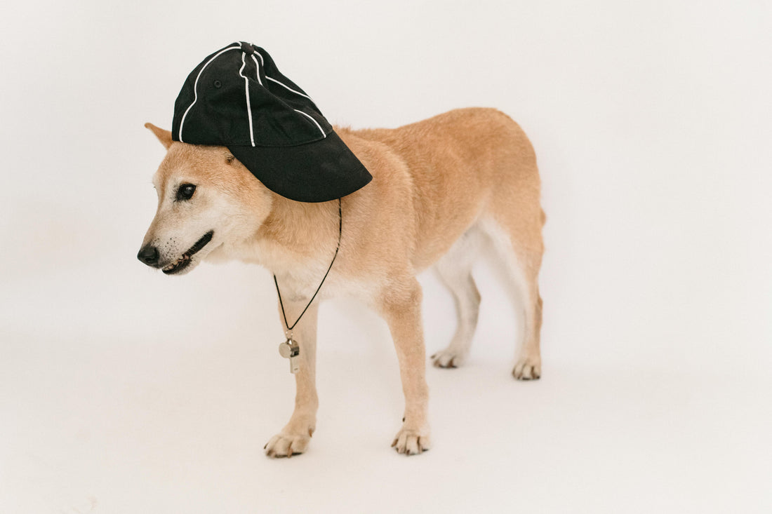 Quels sont les avantages des casquettes pour chien ?