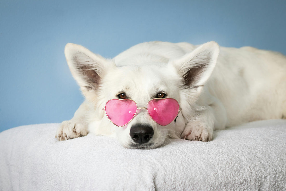 chien blanc portant des lunettes à coeur rose couché sur un oreiller blanc 