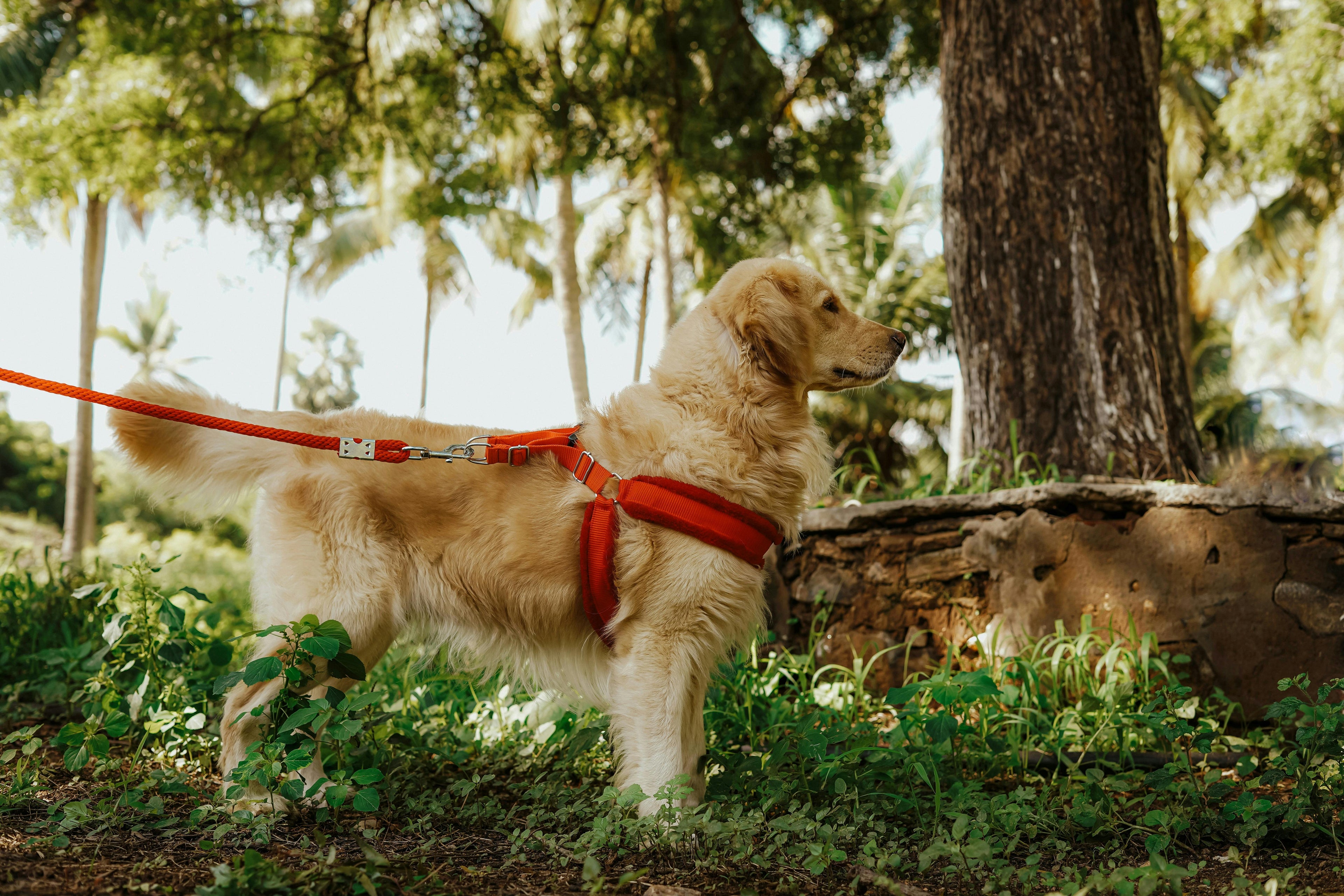 Grand chien blanc portant un harnais et laisse canicross rouge dans la forêt verte Image