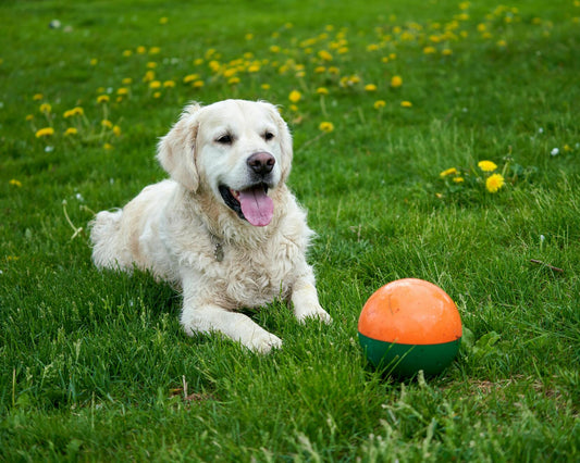 chien blanc couché dans l'herbe avec une balle devant lui