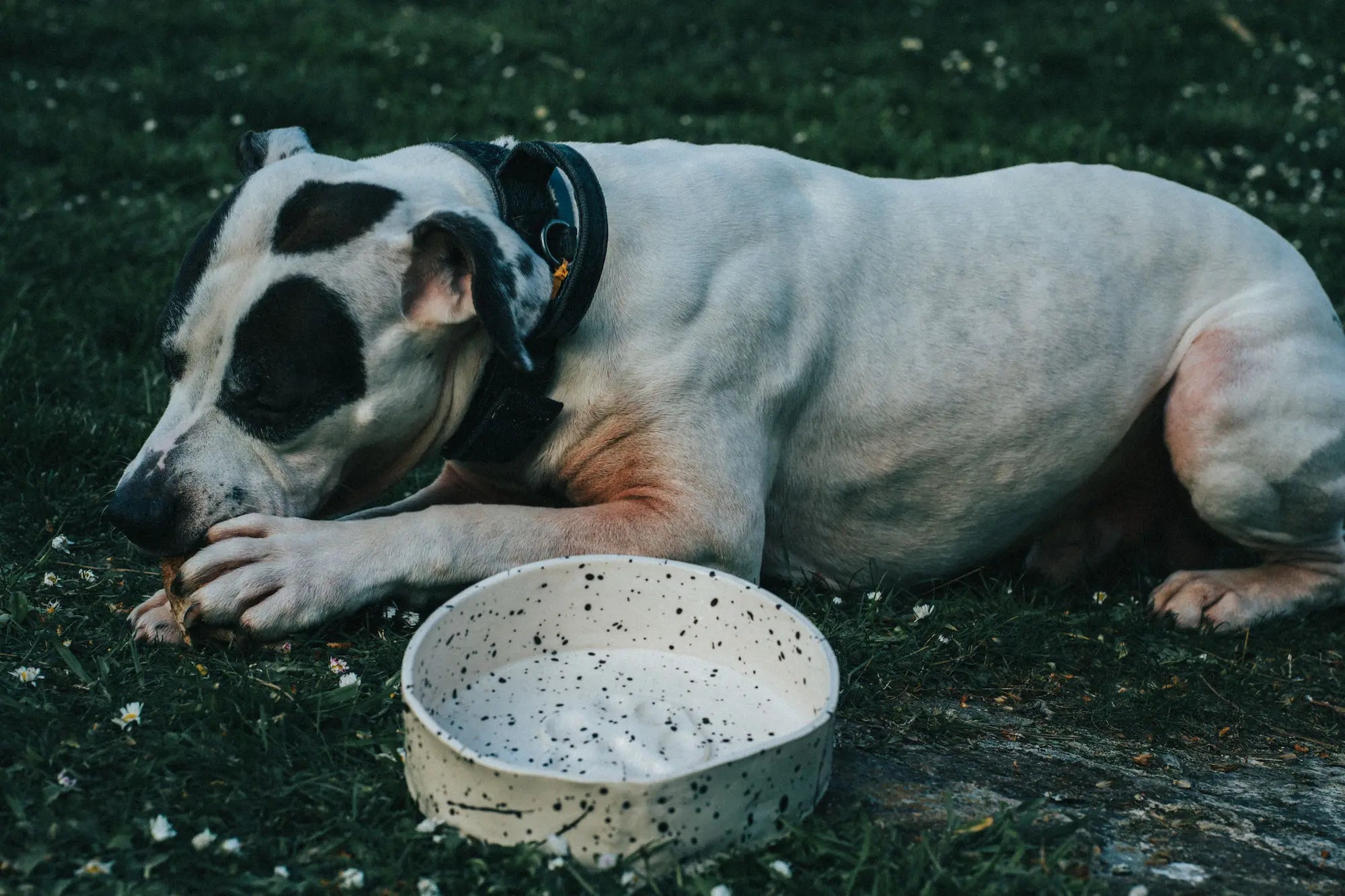 Combien de repas par jour pour un chien adulte ? Image