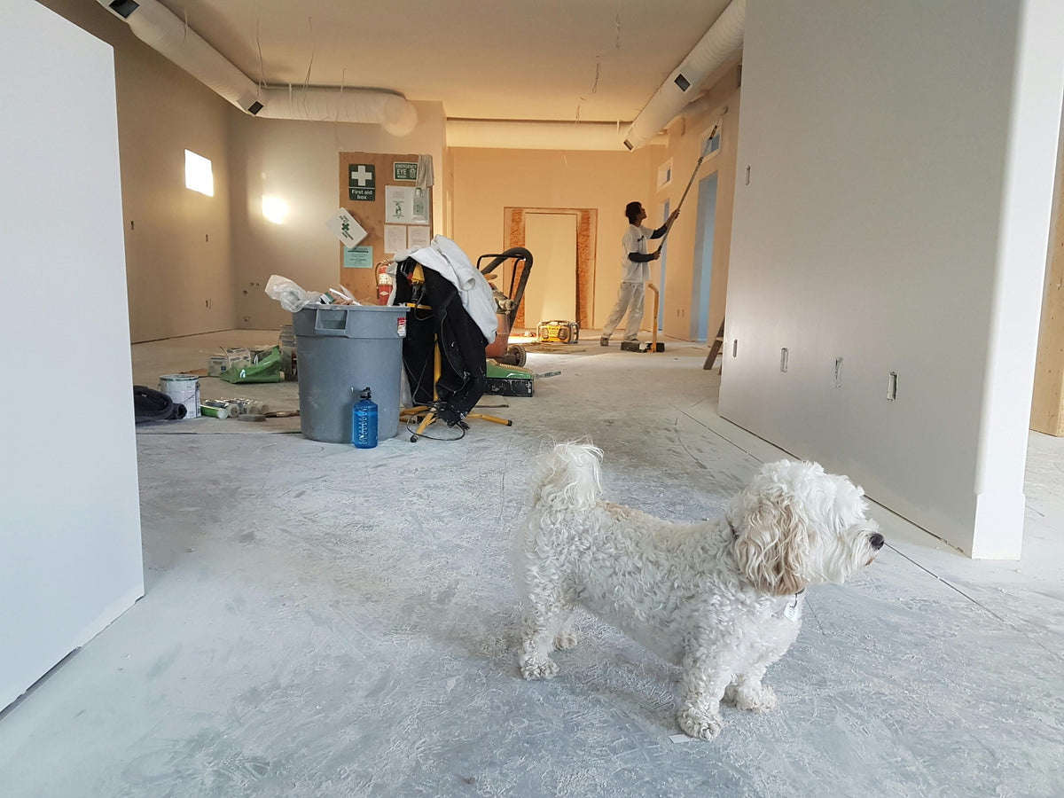 Comment aménager un espace confortable pour son chien à la maison ?