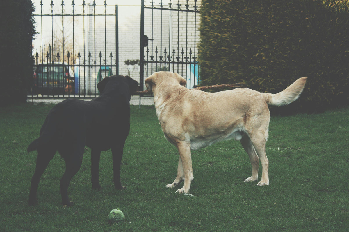 labrador noir et blanc dans un parc vert