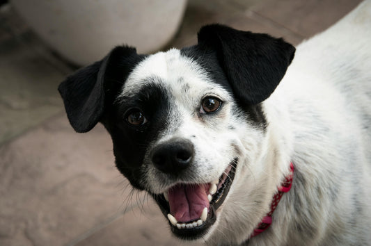 chien blanc et noir dehors