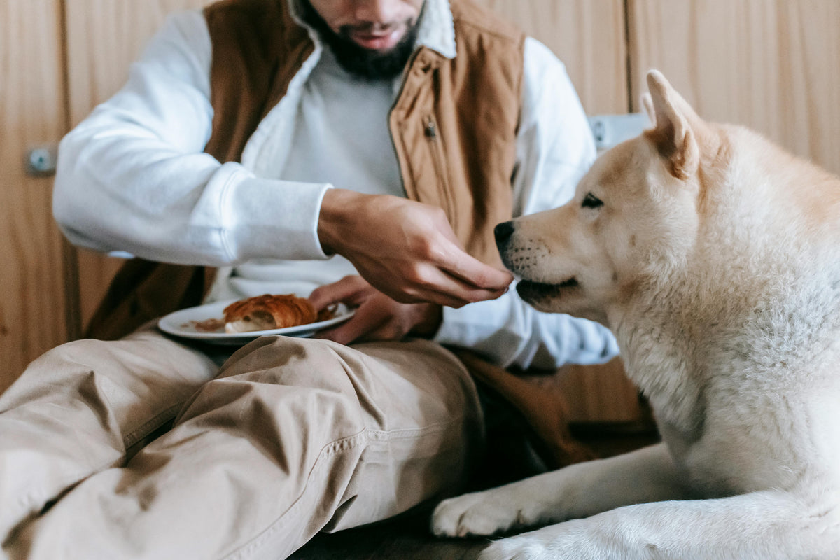 chien blanc se faisant nourrir par un homme Image