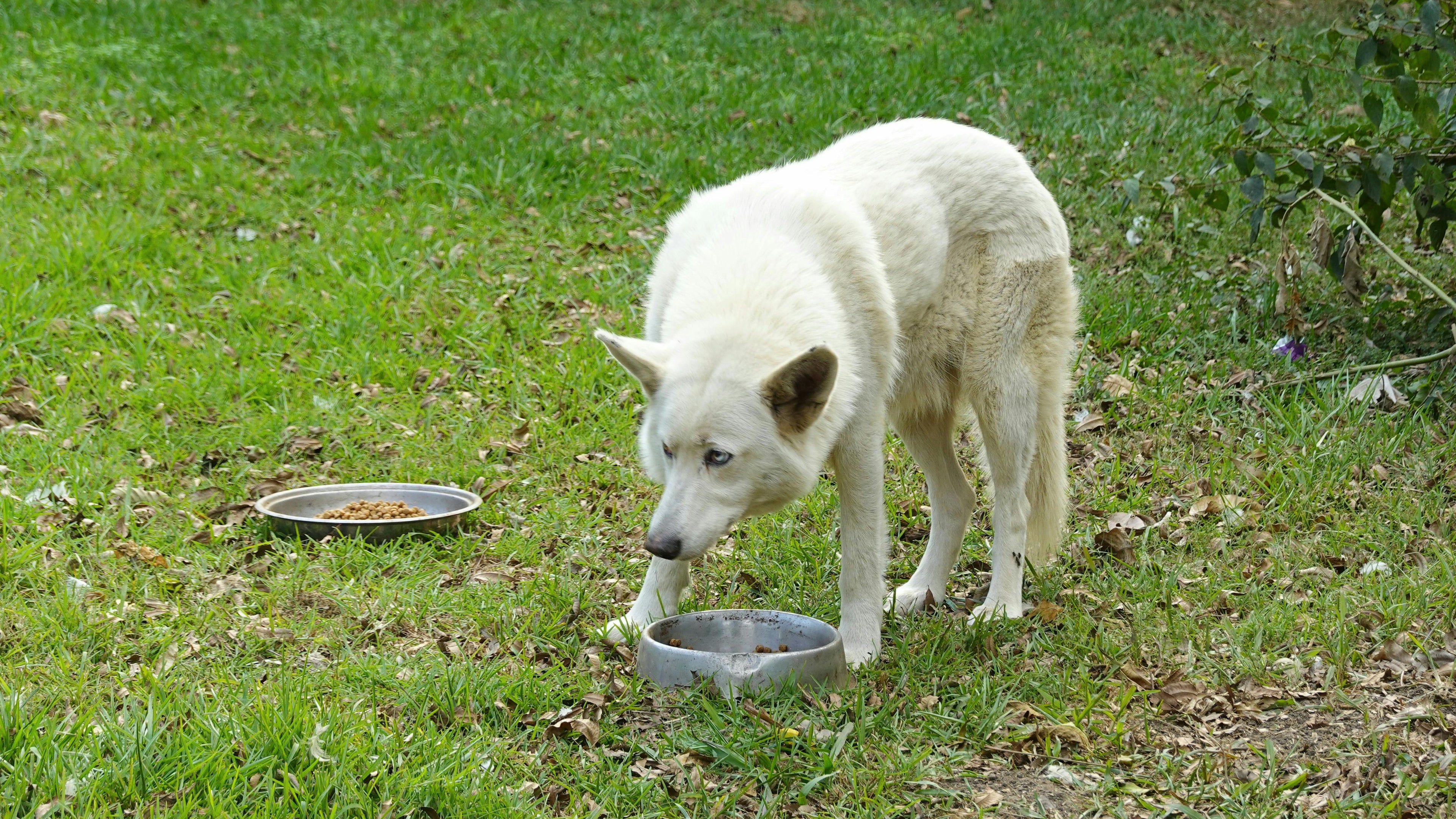 Chien blanc mangeant dans une gamelle qui est posé dans l'herbe verte  Image
