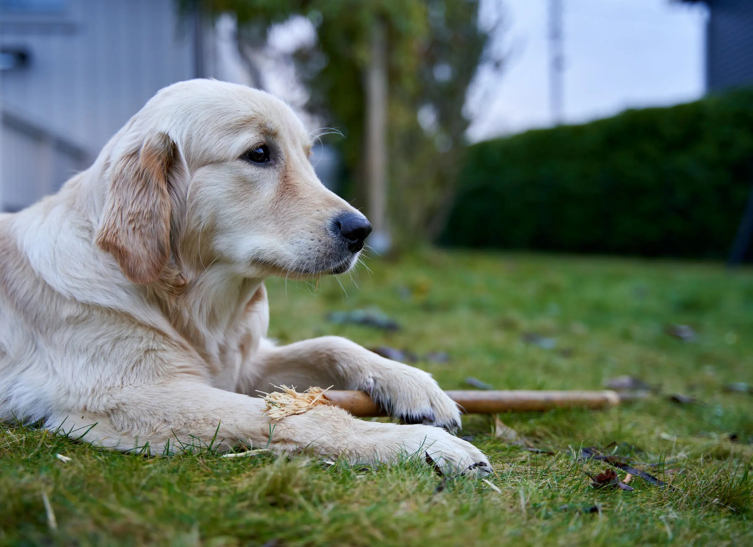 chien blanc qui mâchouille dans un jardin vert Image