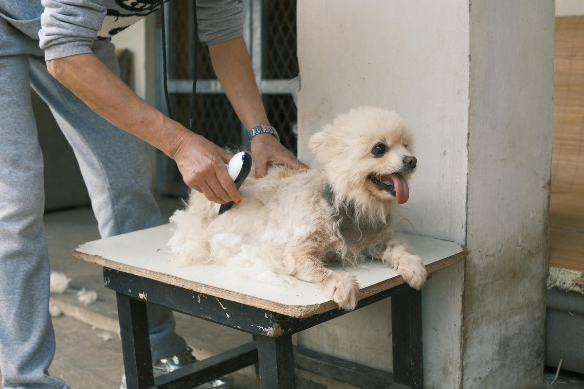 petit chien blanc se faisant toiletter par un homme sur une table blanche Image