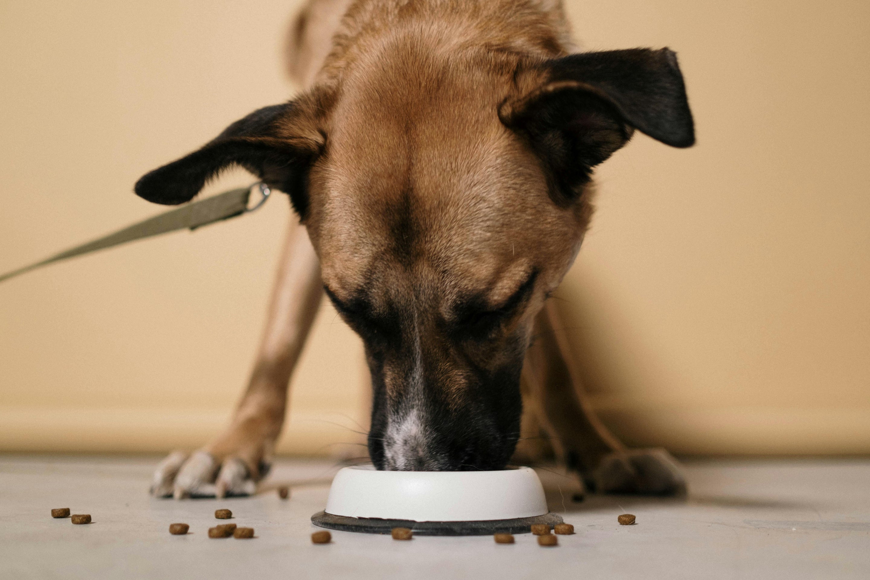 Mon chien mange ses croquettes en dehors de sa gamelle