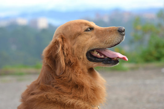 chien brun avec la gueule ouverte en haut d'une montagne