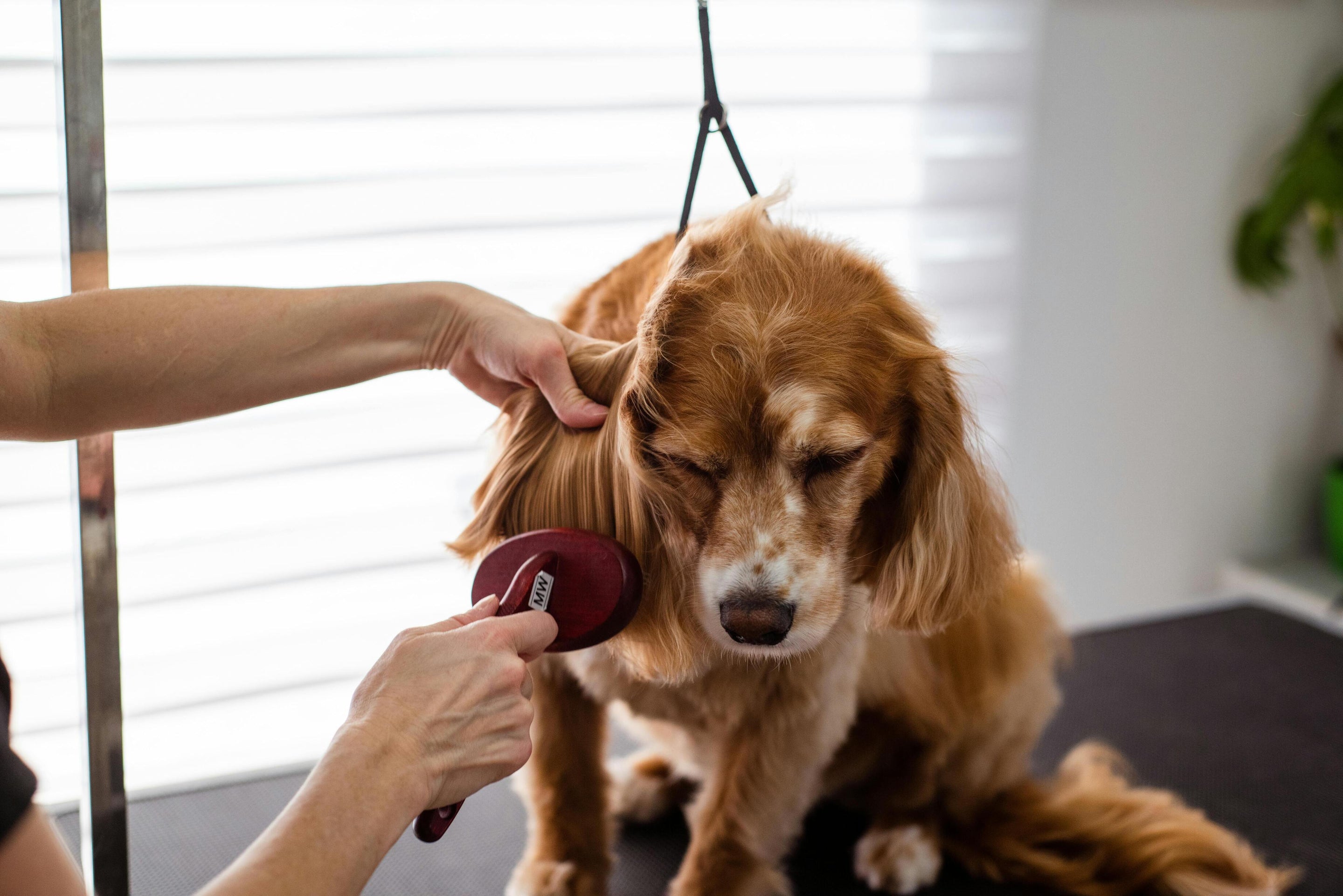 chien brun se faisant toiletter et brosser sur une table de toilettage noir