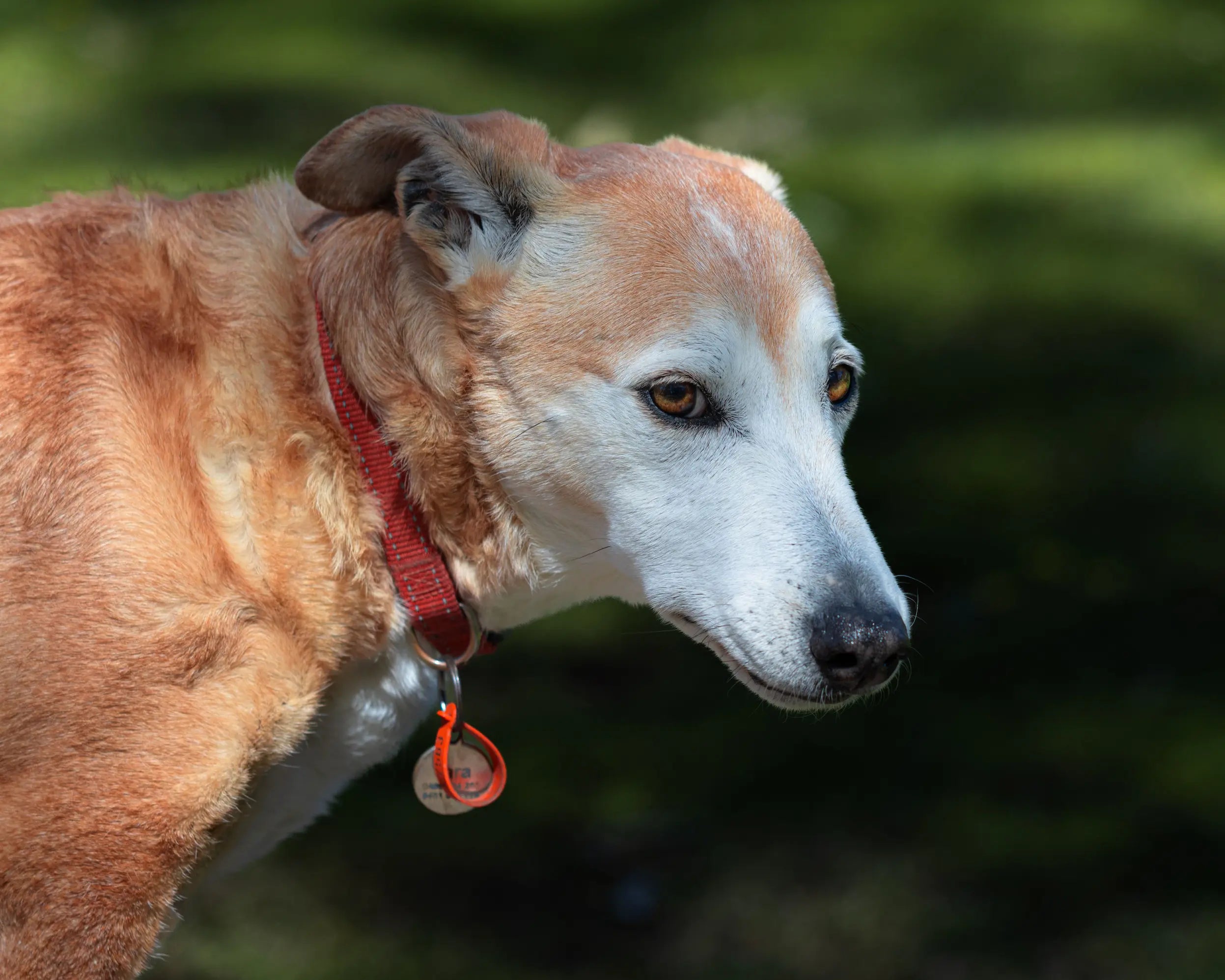 chien clair avec un collier rouge et un médaillon au bout Image