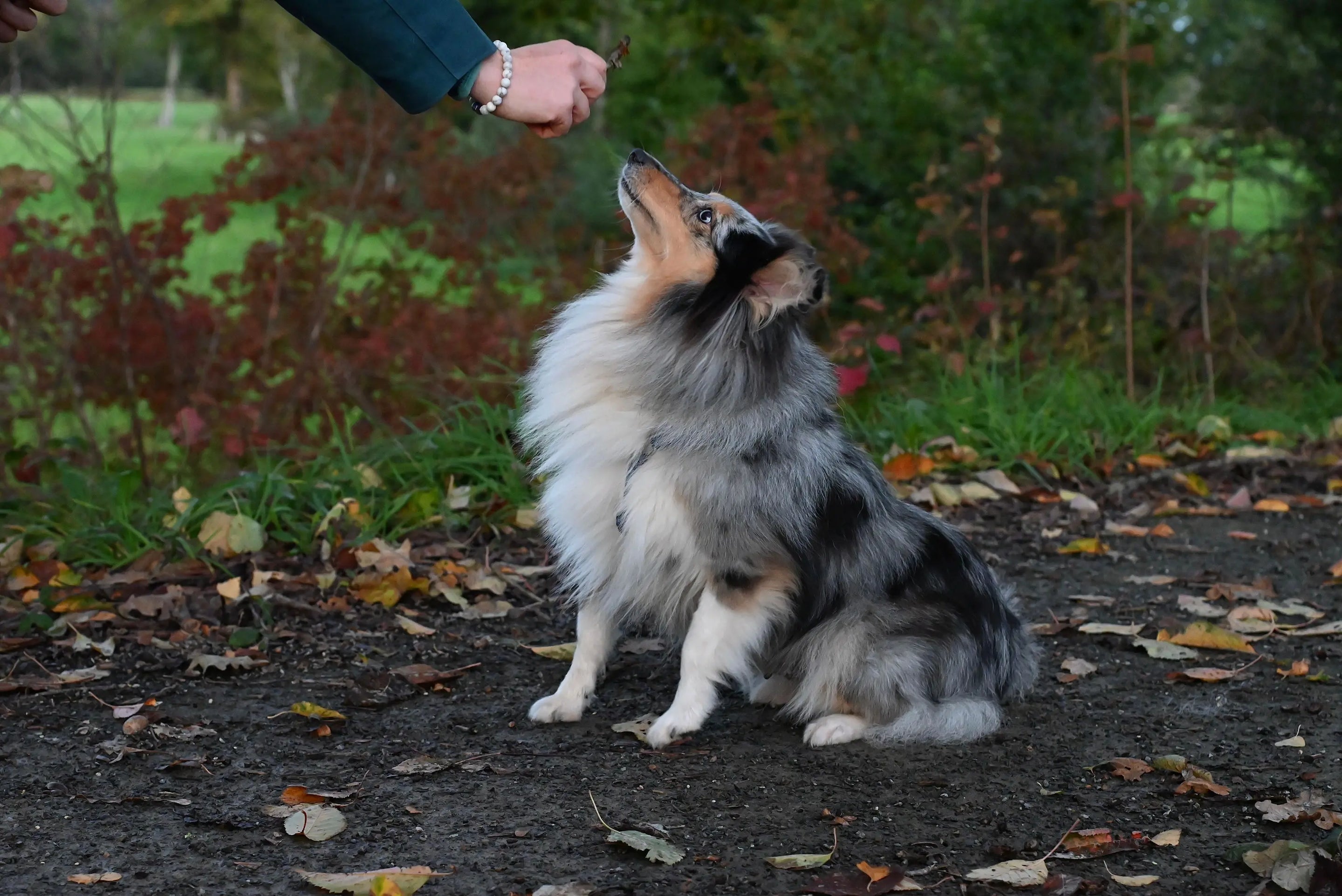 chien de couleur clair se faisant dresser dans un parc