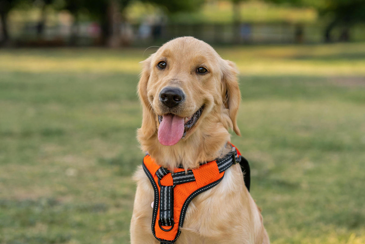 Harnais pour chien : comment choisir le bon modèle ? Image