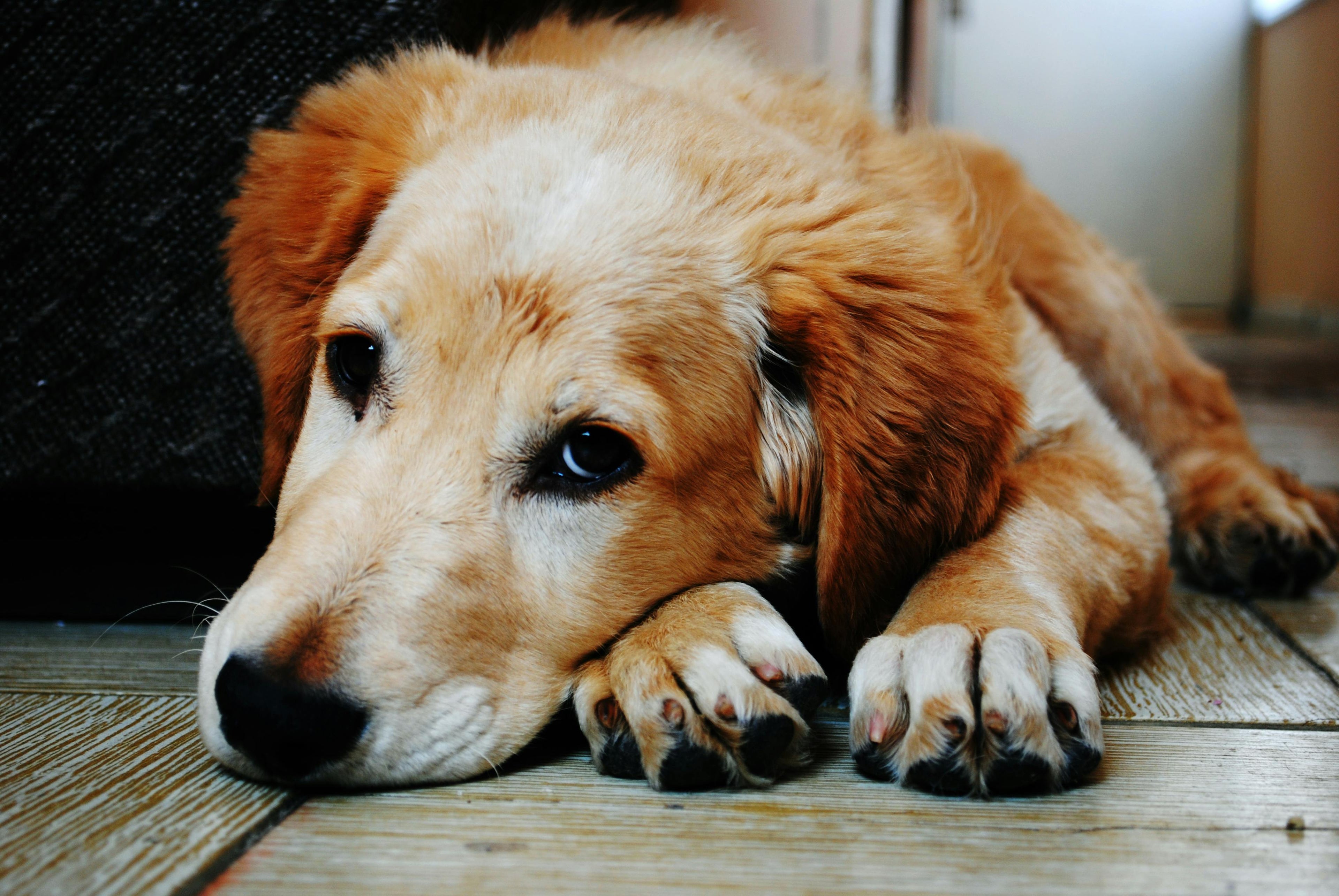 chien blanc couché sur un parquet en bois Image