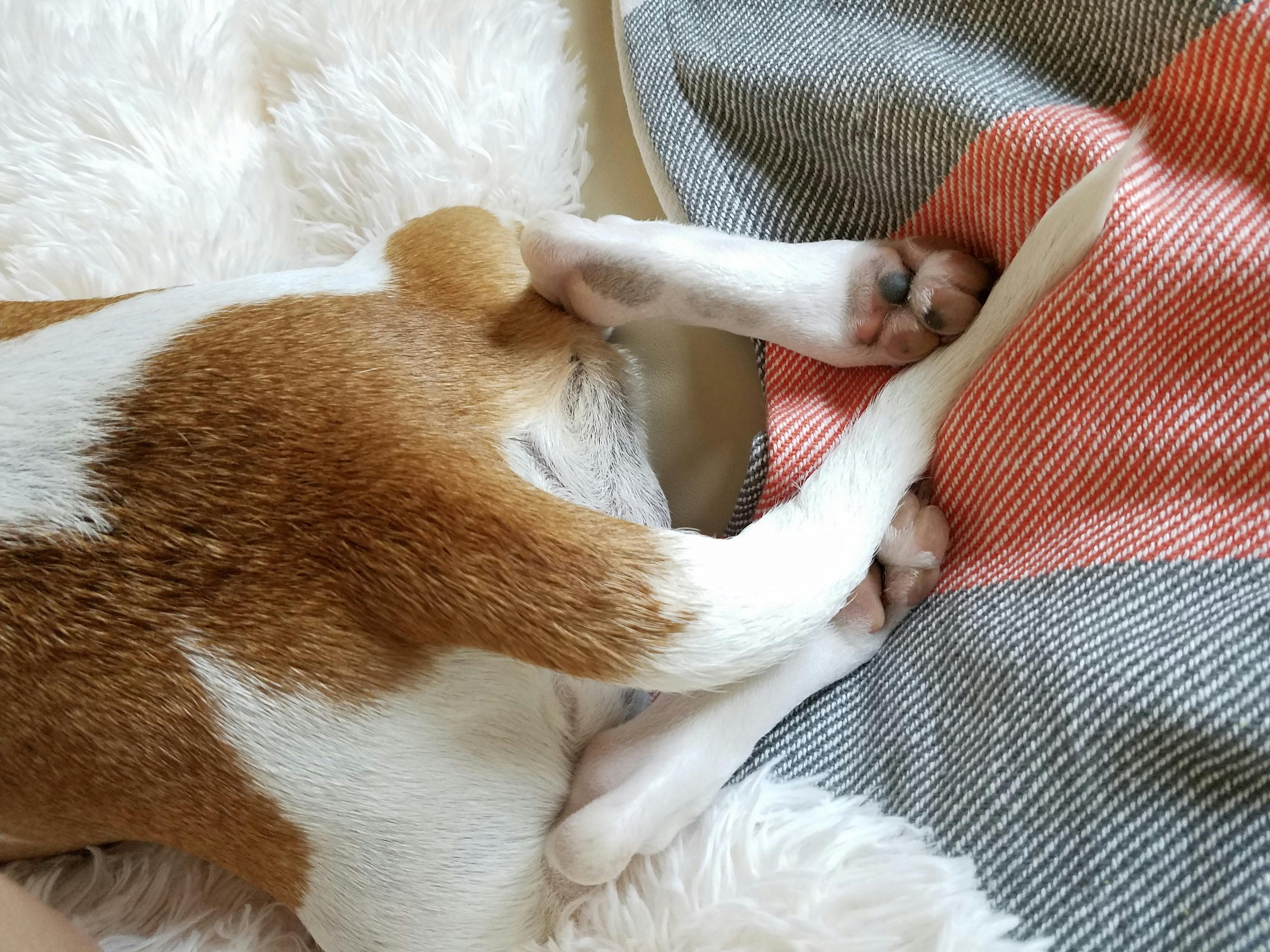 Chien de couleur brun et blanc couche sur un tapis blanc Image