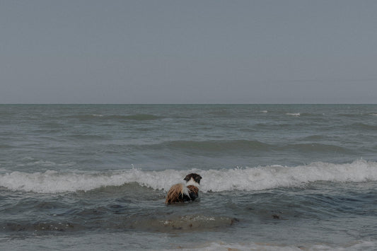 Est-ce grave si mon chien boit l'eau de la mer ?