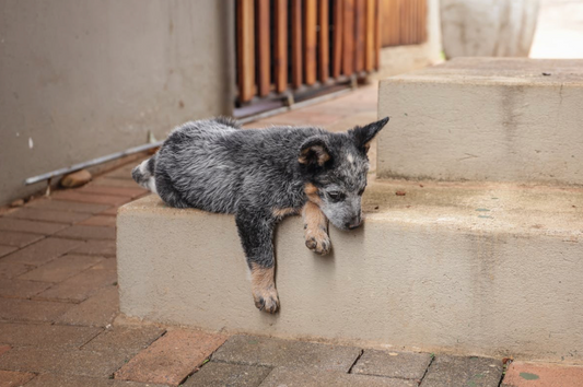 chiot sur une marche dans la rue