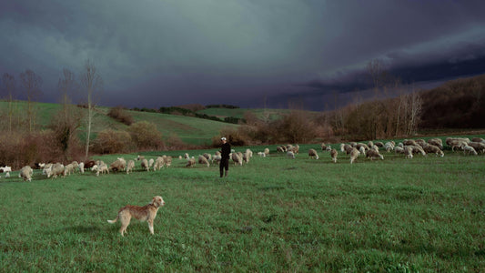 chien de berger dans le champ avec les moutons en fond