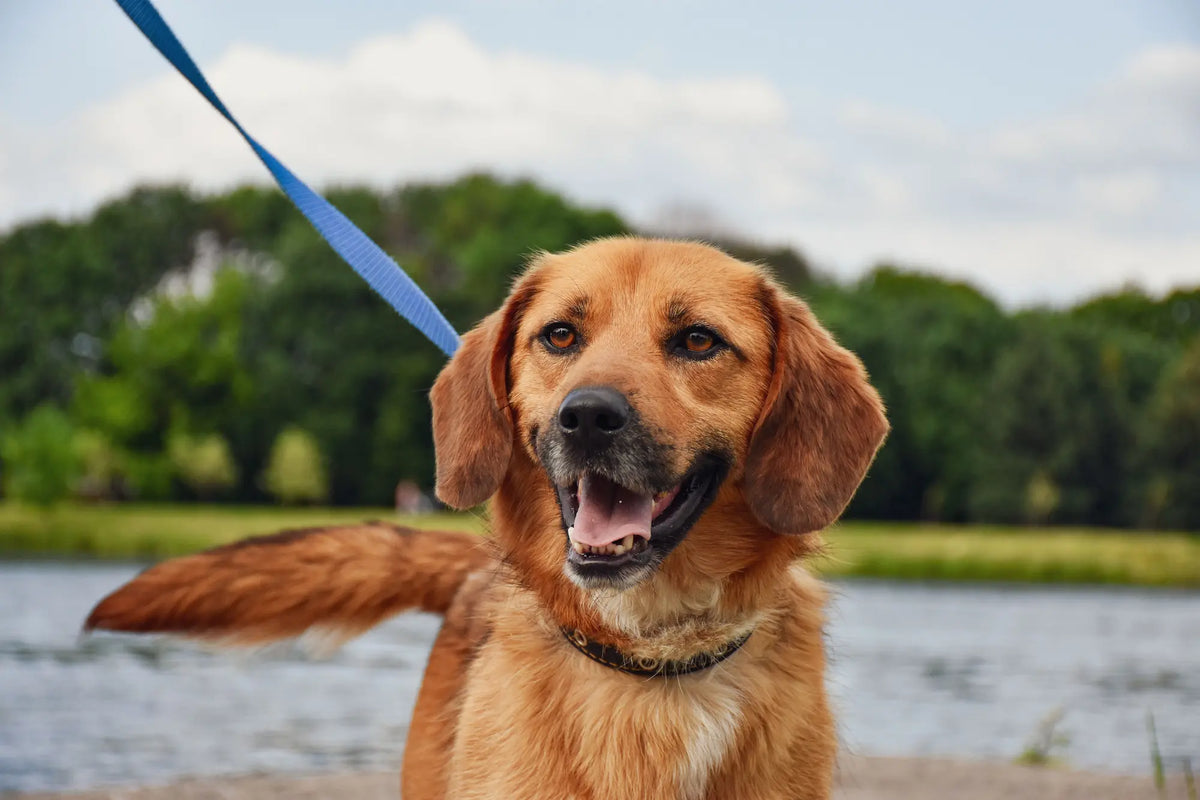 chien en laisse de couleur brun avec en fond un point d'eau Image